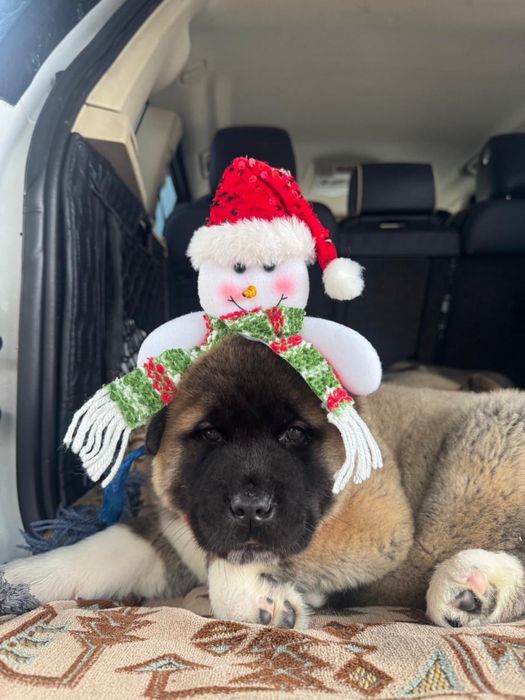 Щенки Американской Акиты