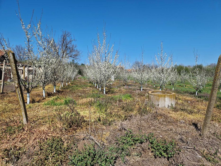 Земеделска земя с 150 сливови дръвчета,кладенец и капково напояване