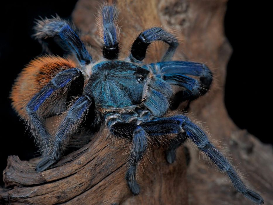 Паук птицеед Chromatopelma cyaneopubescens (GBB)