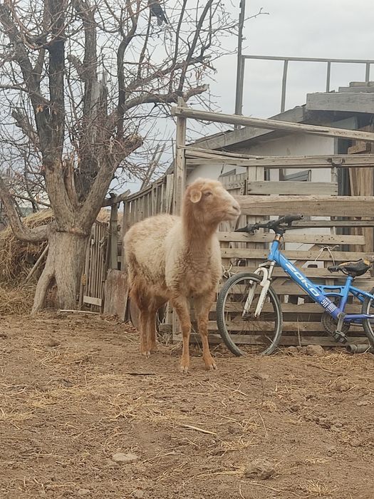 Продам қой сатылады