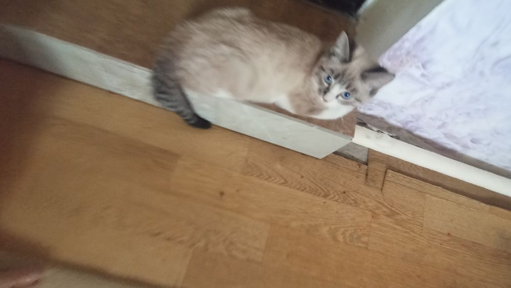 даю кошку девочку город Алматы(бесплатно)