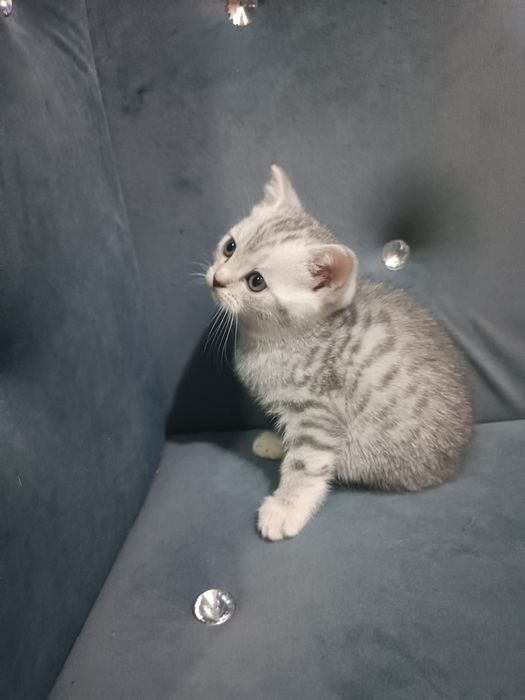 Серебристый табби шиншилла