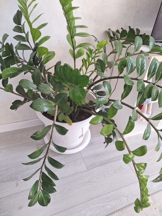 Комнатные цветы замиулькас долларовое дерево