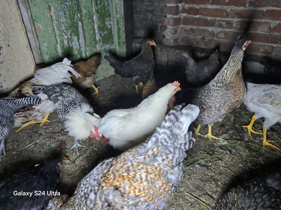 Млади селски петли