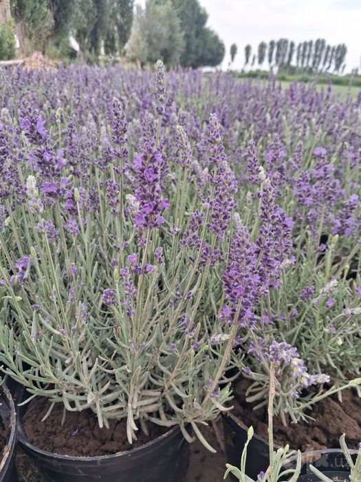 Lavanda guli sotuvda