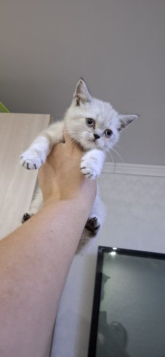 Британские короткошерстные котята