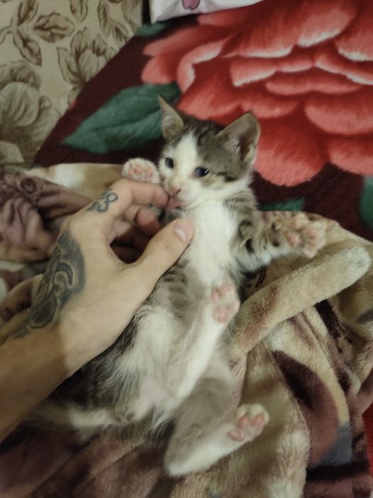 Котёнок ищет новый дом