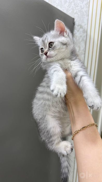 Продаются котята скоттиш фолд/страйт (серебристая шиншилла)