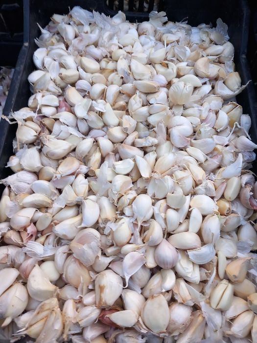 Usturoi pentru preparate și pus în pământ