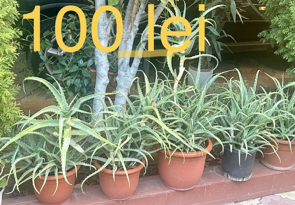 Aloe Vera la ghiveci