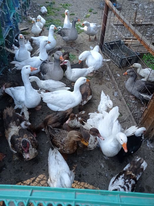 Продаю курей, гусей, уток ,