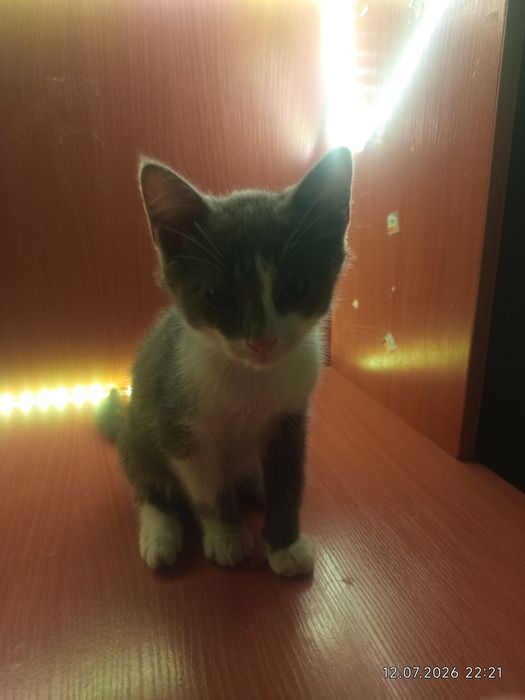 Отдаю котенка в добрые руки