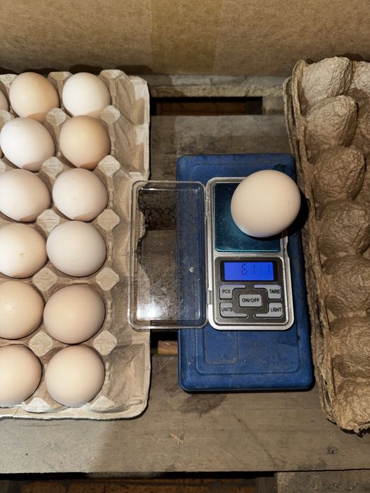 Инкубационные яйца Арбор Айкрес