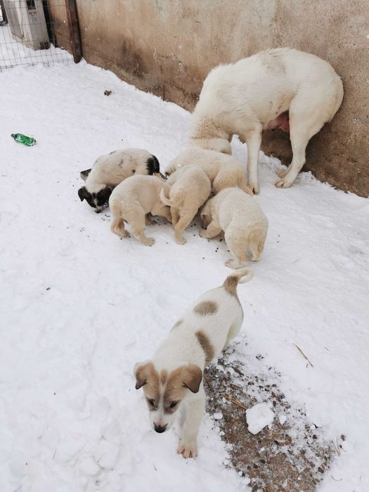 Продавам  Алабай  на 80 дни