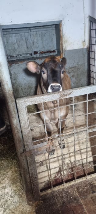 Vând vacă  ,la a patra fătare cu vițică sau separat mai multe detalii