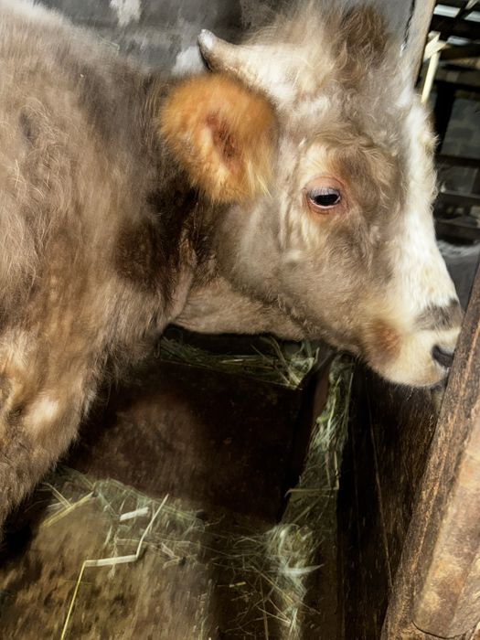 Бычок 370000 тыс