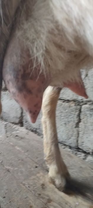 Альпийский ешкі сатылады