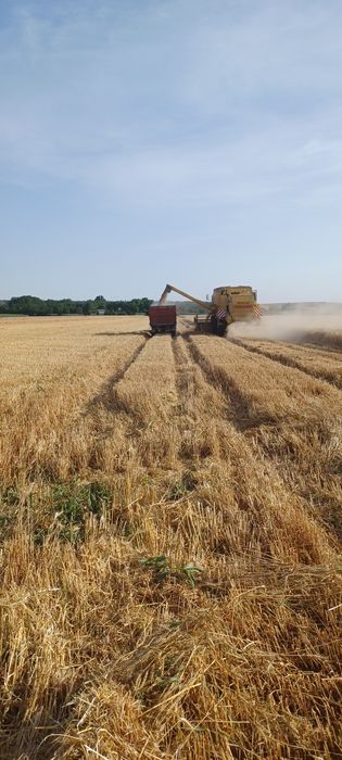 Vand  grau si porumb cu incarcare