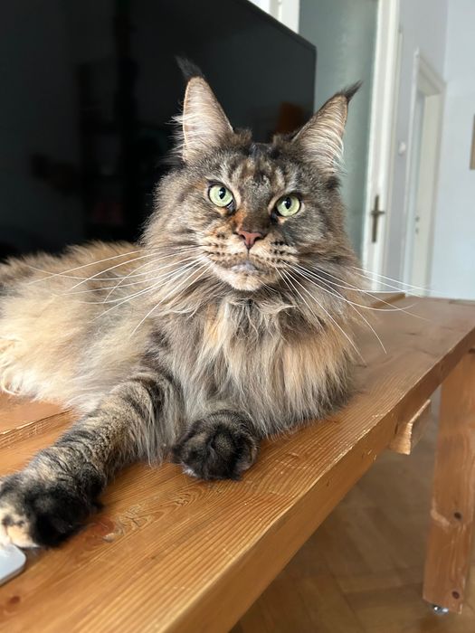 Pet sitter Bucuresti