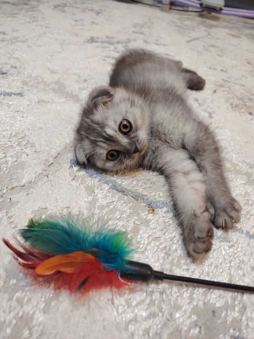 Шотландская вислоухая кошечка