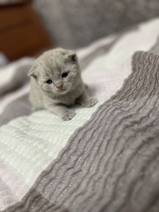 Шотландская девочка