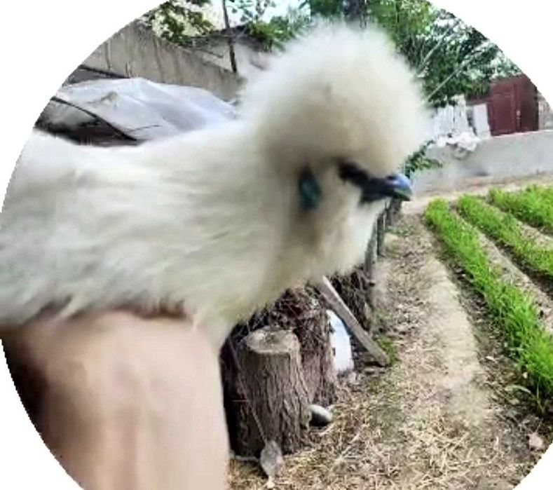 Sholk Amerkanskiy paroda besh panja ko'k terili