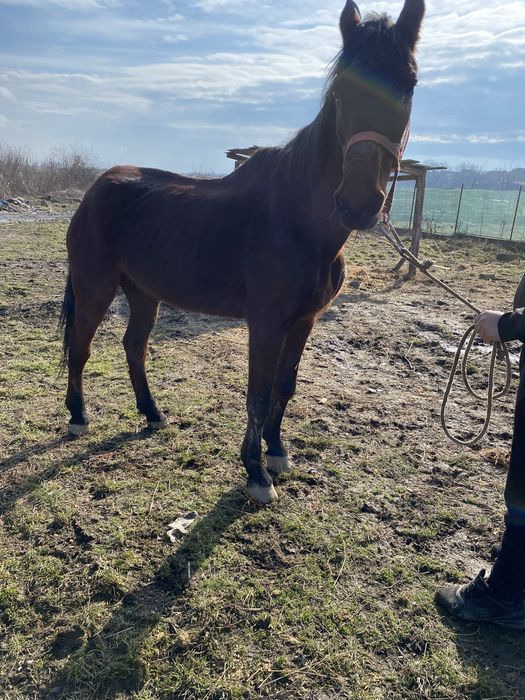 Vand sau schimb cu viței