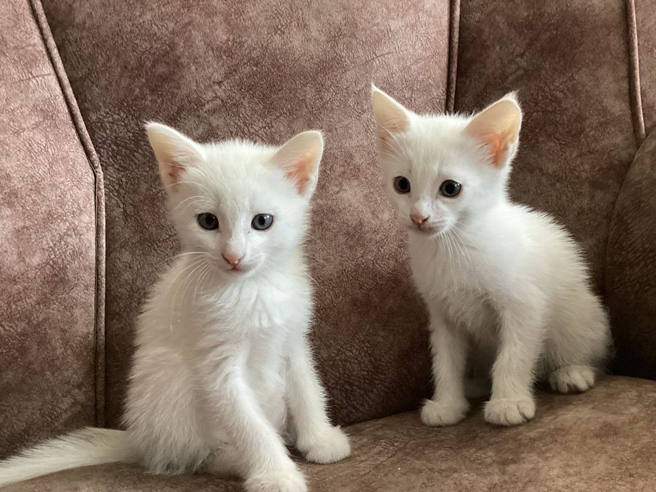 животные котята крысыловы