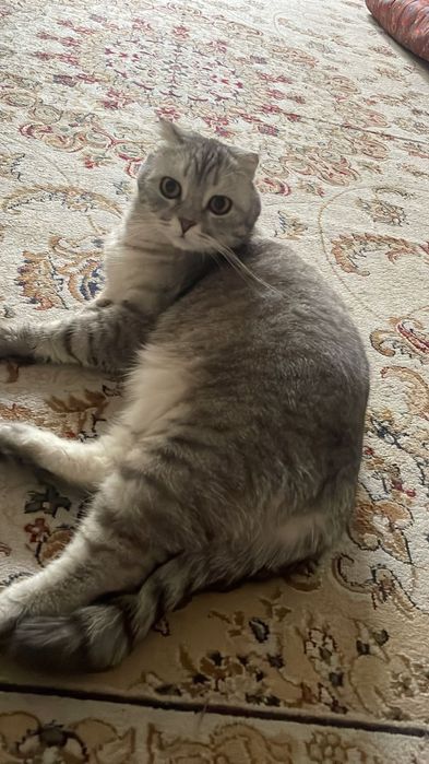 Отдам в хорошие руки