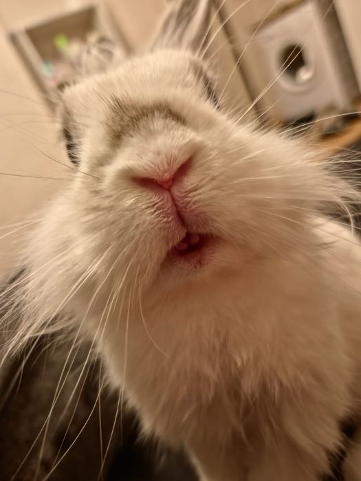 Продам кролика домашнего со сеткой вместе