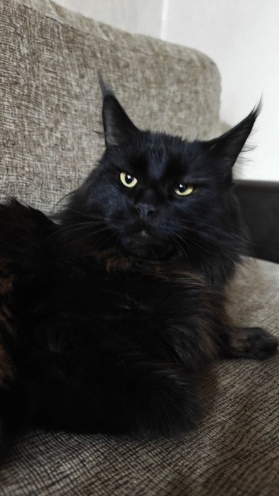 Молодая кошка Мейн Кун