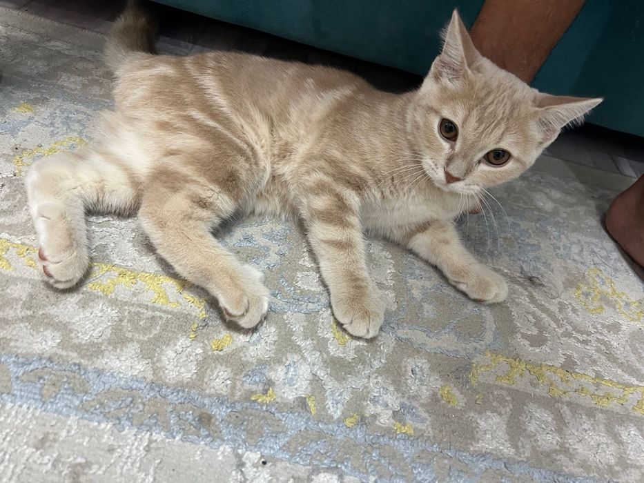 котенок мальчик 4.5месяцев