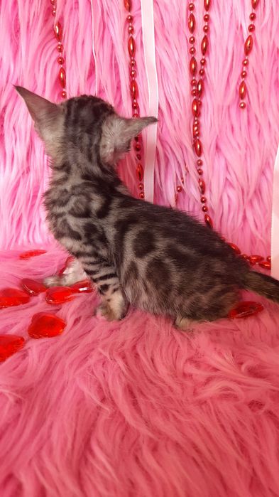 Бенгальская девочка