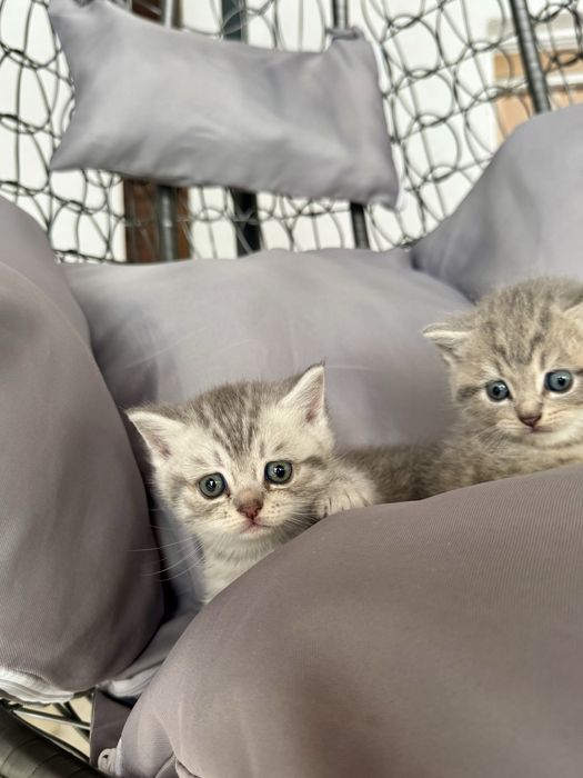 Шотландски клепоухи и правоухи котенца