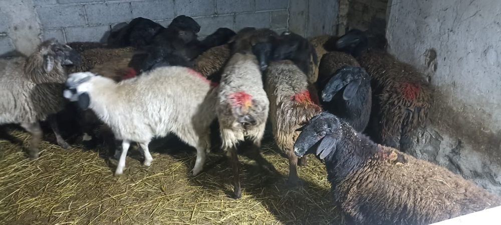 Ярочки 10 месяцев