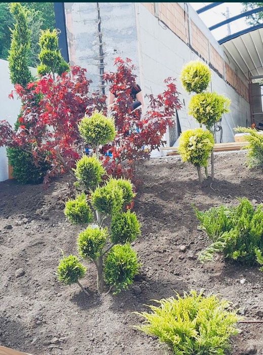 Tuia brad mesteacăn gazon de calitate
