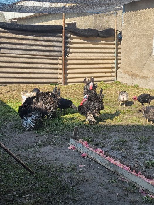 Kurka bor  17 tasi makiyon 4 tasi xo‘roz