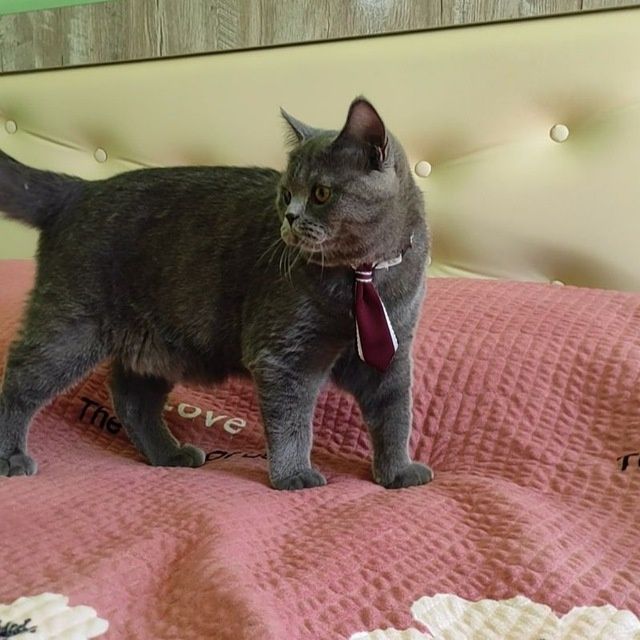 Вязка! Угил скоттиш страйт .