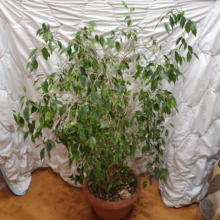 Продам фикус большой
