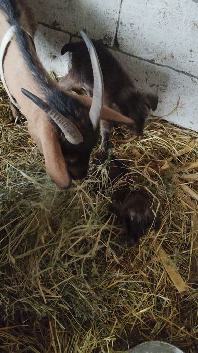 De vanzare alpina cu 2 tapusori