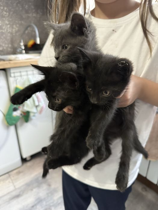 Отдам котят в добрые руки