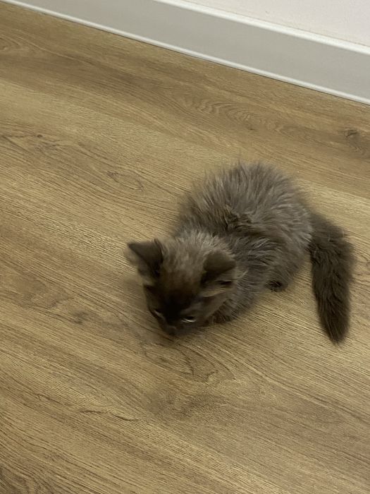 Котята, 2 кошки и 1 кот