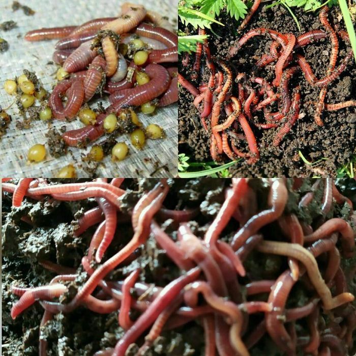Ekalogik tozza mineral o'g'it Biogumus