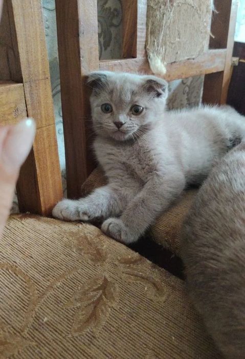 Сотилади пародали мушукчала