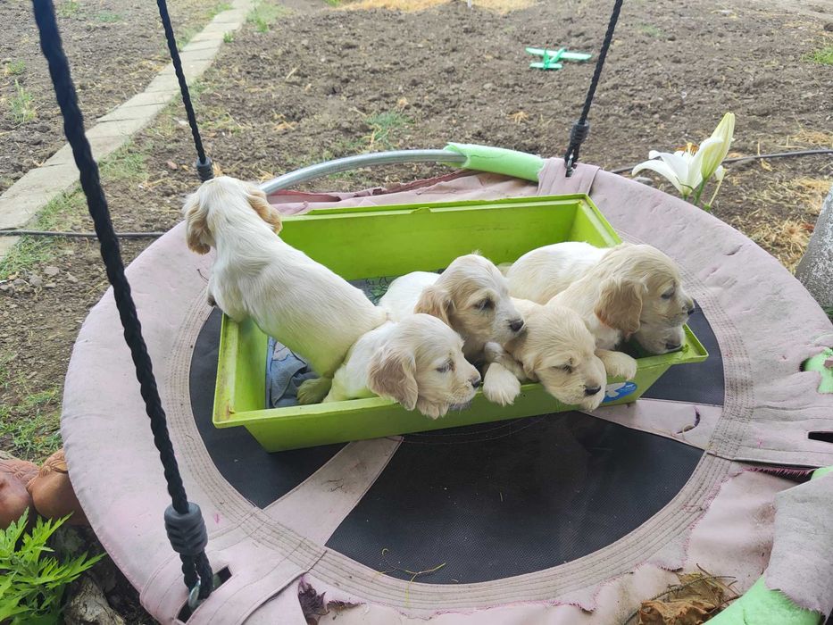 Продават се кокер шпаньоли