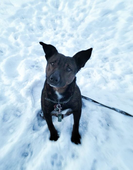 Стаффордширский бультерьер. Молодой