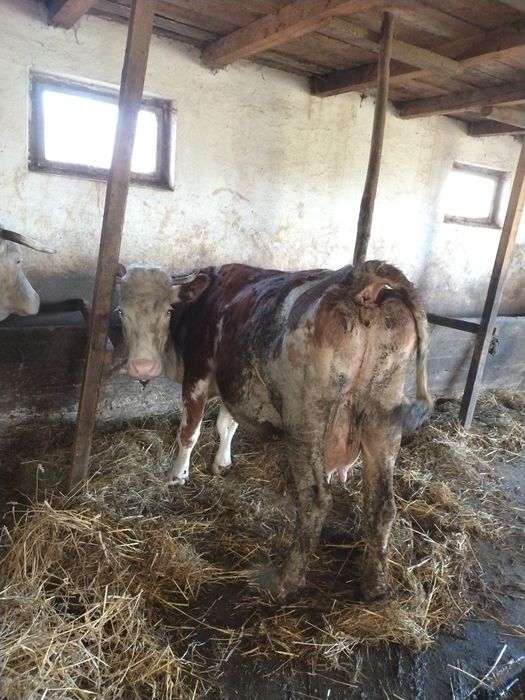 Vând  doua vaci de ținut