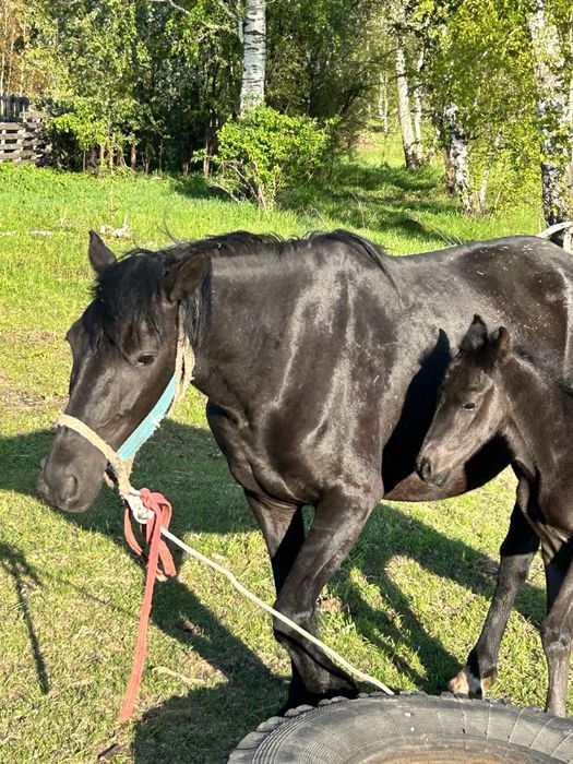 Продам Лошадей