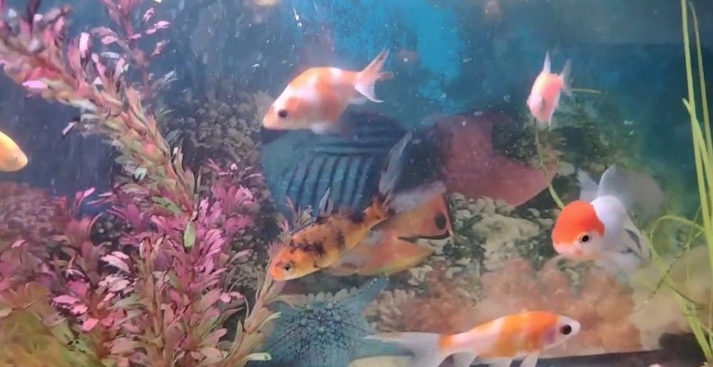 Аквариумные рыбки