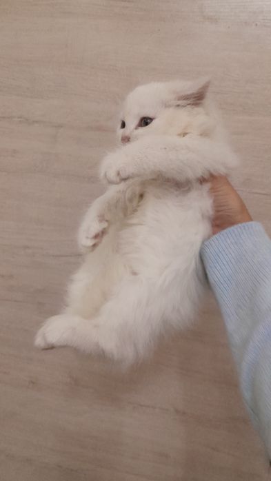 Котёнок Чисто Сибирская!!!